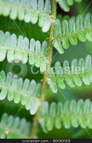 To use this stock image in your creative project, please select the size you need over to the right and click the "Add to Cart" button.
Your downloaded image will come with the Cutcaster watermark removed so don’t worry about the watermark you see on this page. Fern Background stock photo, Abstract fern background texture with shallow depth of field. by Tyler Olson