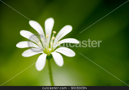 To use this stock image in your creative project, please select the size you need over to the right and click the "Add to Cart" button.
Your downloaded image will come with the Cutcaster watermark removed so don’t worry about the watermark you see on this page. White Flower Macro stock photo, Macro of a small flower, Wood Stitchwort - Stellaria nemorum by Tyler Olson