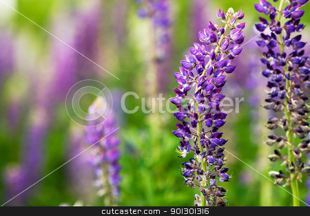 To use this stock image in your creative project, please select the size you need over to the right and click the "Add to Cart" button.
Your downloaded image will come with the Cutcaster watermark removed so don’t worry about the watermark you see on this page. Purple Lupin Flower stock photo, A macro detail of a purple flower - Lupinus, Lupin by Tyler Olson