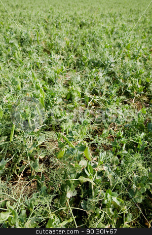 To use this stock image in your creative project, please select the size you need over to the right and click the "Add to Cart" button.
Your downloaded image will come with the Cutcaster watermark removed so don’t worry about the watermark you see on this page. Pea Field stock photo, A background image of a green pea field by Tyler Olson