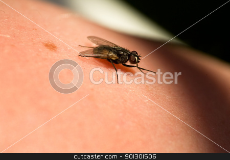 To use this stock image in your creative project, please select the size you need over to the right and click the "Add to Cart" button.
Your downloaded image will come with the Cutcaster watermark removed so don’t worry about the watermark you see on this page. Fly on Skin stock photo, A fly crawling on skin macro by Tyler Olson