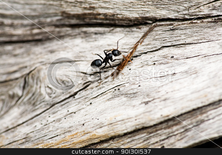 To use this stock image in your creative project, please select the size you need over to the right and click the "Add to Cart" button.
Your downloaded image will come with the Cutcaster watermark removed so don’t worry about the watermark you see on this page. Ant Macro stock photo, An ant crawling on a piece of wood by Tyler Olson