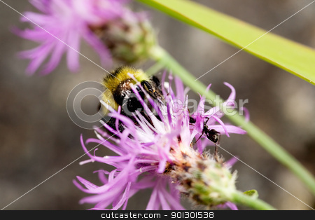 To use this stock image in your creative project, please select the size you need over to the right and click the "Add to Cart" button.
Your downloaded image will come with the Cutcaster watermark removed so don’t worry about the watermark you see on this page. Bee on Flower stock photo, A bee and an ant on a flower in the summer by Tyler Olson