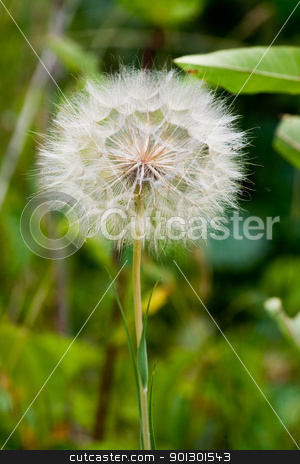 To use this stock image in your creative project, please select the size you need over to the right and click the "Add to Cart" button.
Your downloaded image will come with the Cutcaster watermark removed so don’t worry about the watermark you see on this page. Dandelion stock photo, A dandelion in the wild by Tyler Olson