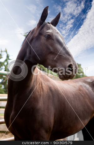 To use this stock image in your creative project, please select the size you need over to the right and click the "Add to Cart" button.
Your downloaded image will come with the Cutcaster watermark removed so don’t worry about the watermark you see on this page. Horse stock photo, A horse against a blue sky by Tyler Olson