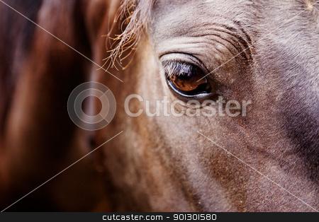 To use this stock image in your creative project, please select the size you need over to the right and click the "Add to Cart" button.
Your downloaded image will come with the Cutcaster watermark removed so don’t worry about the watermark you see on this page. Horse Eye Detail stock photo, A detail of a horse eye by Tyler Olson