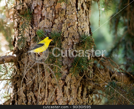 To use this stock image in your creative project, please select the size you need over to the right and click the "Add to Cart" button.
Your downloaded image will come with the Cutcaster watermark removed so don’t worry about the watermark you see on this page. Goldfinch stock photo, A gold finch sitting in a tree in the forest by Tyler Olson