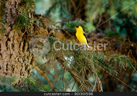 To use this stock image in your creative project, please select the size you need over to the right and click the "Add to Cart" button.
Your downloaded image will come with the Cutcaster watermark removed so don’t worry about the watermark you see on this page. Gold Finch stock photo, A gold finch in the forest sitting on a tree by Tyler Olson