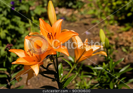 To use this stock image in your creative project, please select the size you need over to the right and click the "Add to Cart" button.
Your downloaded image will come with the Cutcaster watermark removed so don’t worry about the watermark you see on this page. Orange Lilly stock photo, An orange lilly in a garden by Tyler Olson