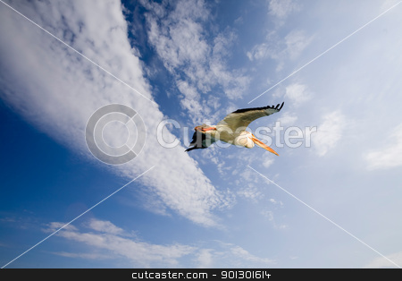 To use this stock image in your creative project, please select the size you need over to the right and click the "Add to Cart" button.
Your downloaded image will come with the Cutcaster watermark removed so don’t worry about the watermark you see on this page. Pelican in Flight stock photo, A pelican bird in flight by Tyler Olson