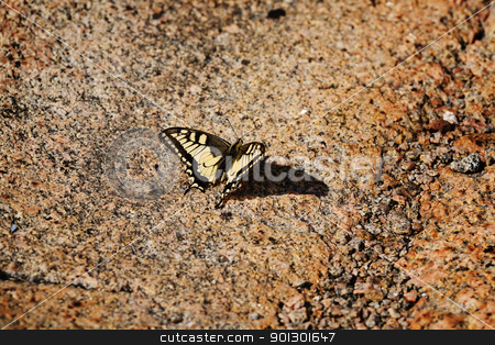 To use this stock image in your creative project, please select the size you need over to the right and click the "Add to Cart" button.
Your downloaded image will come with the Cutcaster watermark removed so don’t worry about the watermark you see on this page. Swallowtail Butterfly stock photo, A swallowtail butterfly, Papilio zelicaon, sun tanning on a warm rock by Tyler Olson