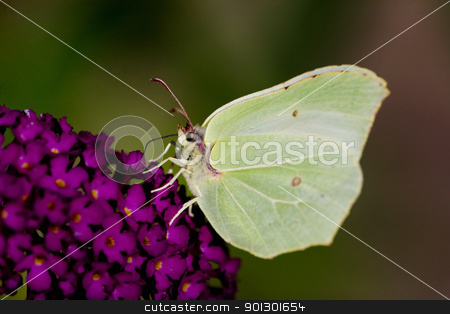 To use this stock image in your creative project, please select the size you need over to the right and click the "Add to Cart" button.
Your downloaded image will come with the Cutcaster watermark removed so don’t worry about the watermark you see on this page. Brimstone Butterfly stock photo, Brimestone Butterfly - Gonepteryx rhamni on a purple summer lilac - buddleja davidii by Tyler Olson