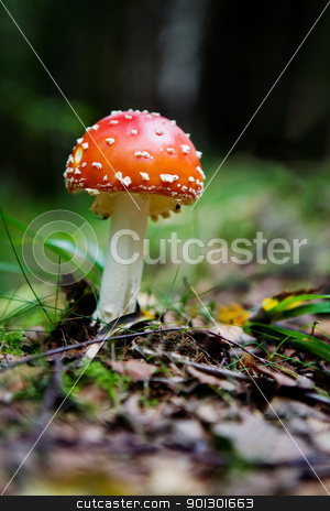 To use this stock image in your creative project, please select the size you need over to the right and click the "Add to Cart" button.
Your downloaded image will come with the Cutcaster watermark removed so don’t worry about the watermark you see on this page. Fly Amanita stock photo, A magic mushroom in the forest - fly Amanita by Tyler Olson