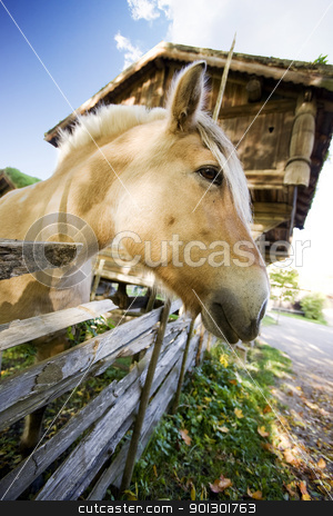 To use this stock image in your creative project, please select the size you need over to the right and click the "Add to Cart" button.
Your downloaded image will come with the Cutcaster watermark removed so don’t worry about the watermark you see on this page. Norwegian Fjord Horse stock photo, A close up image of a horse in Norway by Tyler Olson
