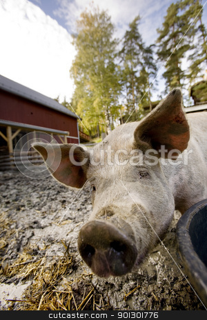 To use this stock image in your creative project, please select the size you need over to the right and click the "Add to Cart" button.
Your downloaded image will come with the Cutcaster watermark removed so don’t worry about the watermark you see on this page. Curious Pig stock photo, A curious pig in a pen by Tyler Olson