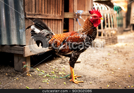 To use this stock image in your creative project, please select the size you need over to the right and click the "Add to Cart" button.
Your downloaded image will come with the Cutcaster watermark removed so don’t worry about the watermark you see on this page. Brown Chicken stock photo, A colorful chicken in an indonesian market by Tyler Olson