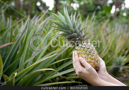 To use this stock image in your creative project, please select the size you need over to the right and click the "Add to Cart" button.
Your downloaded image will come with the Cutcaster watermark removed so don’t worry about the watermark you see on this page. Fresh Pineapple stock photo, Fresh Pineapple held in hands in a pineapple garden by Tyler Olson