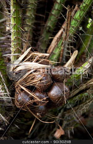 To use this stock image in your creative project, please select the size you need over to the right and click the "Add to Cart" button.
Your downloaded image will come with the Cutcaster watermark removed so don’t worry about the watermark you see on this page. Snake Fruit stock photo, Snake fruit growing on a plant by Tyler Olson