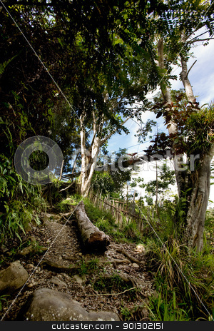 To use this stock image in your creative project, please select the size you need over to the right and click the "Add to Cart" button.
Your downloaded image will come with the Cutcaster watermark removed so don’t worry about the watermark you see on this page. Tropical Mountain Trail stock photo, A tropical mountain trail through the forest by Tyler Olson