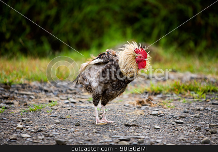 To use this stock image in your creative project, please select the size you need over to the right and click the "Add to Cart" button.
Your downloaded image will come with the Cutcaster watermark removed so don’t worry about the watermark you see on this page. Proud chicken stock photo, A chicken shows it's feathers by Tyler Olson