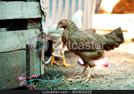 To use this stock image in your creative project, please select the size you need over to the right and click the "Add to Cart" button.
Your downloaded image will come with the Cutcaster watermark removed so don’t worry about the watermark you see on this page. Market Chicken stock photo, A chicken in a market for sale by Tyler Olson