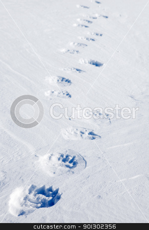 To use this stock image in your creative project, please select the size you need over to the right and click the "Add to Cart" button.
Your downloaded image will come with the Cutcaster watermark removed so don’t worry about the watermark you see on this page. Polar Bear Tracks stock photo, Fresh polar bear tracks - Spitsbergen, Svalbard, Norway by Tyler Olson