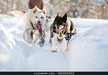 To use this stock image in your creative project, please select the size you need over to the right and click the "Add to Cart" button.
Your downloaded image will come with the Cutcaster watermark removed so don’t worry about the watermark you see on this page. Sled Dog stock photo, A group of sled dogs running fast by Tyler Olson