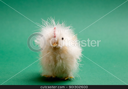 To use this stock image in your creative project, please select the size you need over to the right and click the "Add to Cart" button.
Your downloaded image will come with the Cutcaster watermark removed so don’t worry about the watermark you see on this page. Baby Chicken stock photo, A little yellow chick easter decoration isolated on green by Tyler Olson