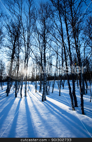 To use this stock image in your creative project, please select the size you need over to the right and click the "Add to Cart" button.
Your downloaded image will come with the Cutcaster watermark removed so don’t worry about the watermark you see on this page. Winter Forest stock photo, A picturesque winter forest with an early morning sunrise by Tyler Olson