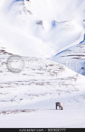 To use this stock image in your creative project, please select the size you need over to the right and click the "Add to Cart" button.
Your downloaded image will come with the Cutcaster watermark removed so don’t worry about the watermark you see on this page. Reindeer stock photo, A single reindeer in a dramatic landscape on Spitsbergen Island, Svalbard, Norway by Tyler Olson