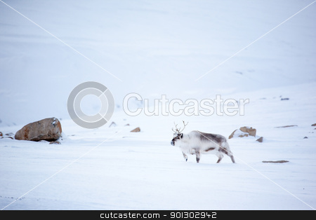 To use this stock image in your creative project, please select the size you need over to the right and click the "Add to Cart" button.
Your downloaded image will come with the Cutcaster watermark removed so don’t worry about the watermark you see on this page. Reindeer stock photo, A reindeer in it's natural habitat. Spitsbergen Island, Svalbard, Norway by Tyler Olson