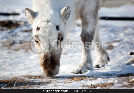 To use this stock image in your creative project, please select the size you need over to the right and click the "Add to Cart" button.
Your downloaded image will come with the Cutcaster watermark removed so don’t worry about the watermark you see on this page. Reindeer Detail stock photo, A wild reindeer on the island of Spitsbergen, Svalbard, Norway by Tyler Olson