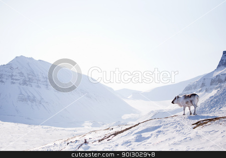 To use this stock image in your creative project, please select the size you need over to the right and click the "Add to Cart" button.
Your downloaded image will come with the Cutcaster watermark removed so don’t worry about the watermark you see on this page. Reindeer on Winter Landscape stock photo, A wild raindeer against a desolate winter landscape, Svalbard, Norway by Tyler Olson
