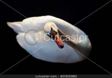 To use this stock image in your creative project, please select the size you need over to the right and click the "Add to Cart" button.
Your downloaded image will come with the Cutcaster watermark removed so don’t worry about the watermark you see on this page. Swan Abstract stock photo, A while swan against a black background by Tyler Olson