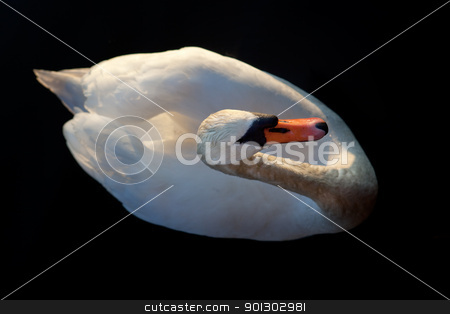 To use this stock image in your creative project, please select the size you need over to the right and click the "Add to Cart" button.
Your downloaded image will come with the Cutcaster watermark removed so don’t worry about the watermark you see on this page. Swan stock photo, A while swan against a black background by Tyler Olson