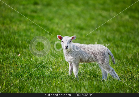 To use this stock image in your creative project, please select the size you need over to the right and click the "Add to Cart" button.
Your downloaded image will come with the Cutcaster watermark removed so don’t worry about the watermark you see on this page. Lamb stock photo, A small spring lamb isolated on green grass by Tyler Olson