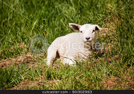 To use this stock image in your creative project, please select the size you need over to the right and click the "Add to Cart" button.
Your downloaded image will come with the Cutcaster watermark removed so don’t worry about the watermark you see on this page. Resting Sheep stock photo, A sheep resting in a grass pasture. by Tyler Olson
