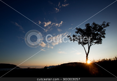 To use this stock image in your creative project, please select the size you need over to the right and click the "Add to Cart" button.
Your downloaded image will come with the Cutcaster watermark removed so don’t worry about the watermark you see on this page. Tree Silhouette stock photo, A tree silhouette against a sunset and ocean background by Tyler Olson