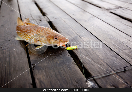 To use this stock image in your creative project, please select the size you need over to the right and click the "Add to Cart" button.
Your downloaded image will come with the Cutcaster watermark removed so don’t worry about the watermark you see on this page. Cod Fish stock photo, A fresh caught cod fish with hook in it's mouth by Tyler Olson