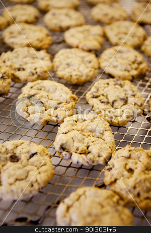 To use this stock image in your creative project, please select the size you need over to the right and click the "Add to Cart" button.
Your downloaded image will come with the Cutcaster watermark removed so don’t worry about the watermark you see on this page. Fresh Chocolate Chip Cookies stock photo, Freshly backed chocolate chip cookies - shallow depth of field by Tyler Olson