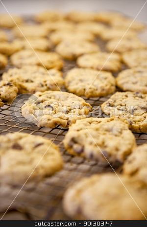 To use this stock image in your creative project, please select the size you need over to the right and click the "Add to Cart" button.
Your downloaded image will come with the Cutcaster watermark removed so don’t worry about the watermark you see on this page. Chocolate Chip Cookie stock photo, Freshly backed chocolate chip cookies on a cooling rack - shallow depth of field by Tyler Olson