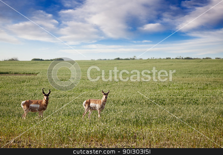 To use this stock image in your creative project, please select the size you need over to the right and click the "Add to Cart" button.
Your downloaded image will come with the Cutcaster watermark removed so don’t worry about the watermark you see on this page. Antelope stock photo, Prong Horned antelope in a field in rural Saskatchean. by Tyler Olson