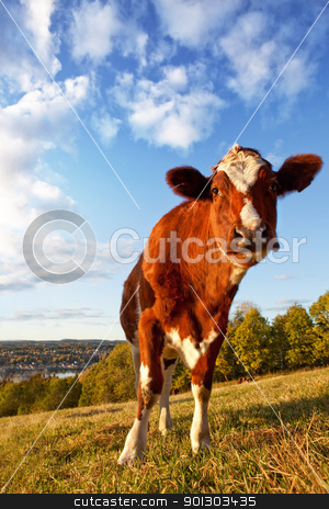 To use this stock image in your creative project, please select the size you need over to the right and click the "Add to Cart" button.
Your downloaded image will come with the Cutcaster watermark removed so don’t worry about the watermark you see on this page. Funny Cow stock photo, A close-up of a cow looking at the camera by Tyler Olson