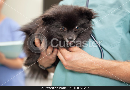 To use this stock image in your creative project, please select the size you need over to the right and click the "Add to Cart" button.
Your downloaded image will come with the Cutcaster watermark removed so don’t worry about the watermark you see on this page. Veterinarian examining cute little dog stock photo, Close-up of veterinarian examining cute little dog by Tyler Olson
