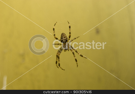 To use this stock image in your creative project, please select the size you need over to the right and click the "Add to Cart" button.
Your downloaded image will come with the Cutcaster watermark removed so don’t worry about the watermark you see on this page. Spider on web stock photo, Big spider web over old wall by johnnychaos