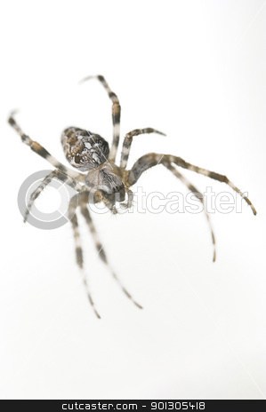 To use this stock image in your creative project, please select the size you need over to the right and click the "Add to Cart" button.
Your downloaded image will come with the Cutcaster watermark removed so don’t worry about the watermark you see on this page. Spider stock photo, Big spider isolated on white background by johnnychaos