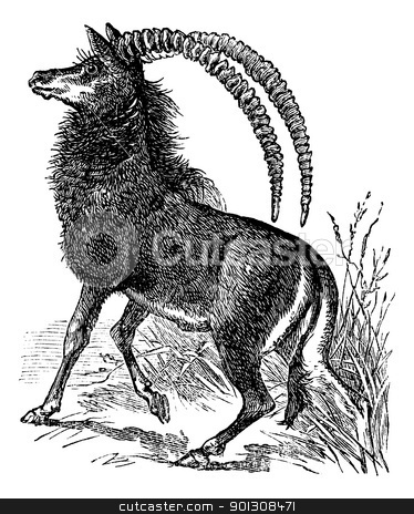 To use this stock image in your creative project, please select the size you need over to the right and click the "Add to Cart" button.
Your downloaded image will come with the Cutcaster watermark removed so don’t worry about the watermark you see on this page. Sable antelope, aigocerus niger or hippotragus niger vintage eng stock vector clipart, Sable antelope, aigocerus niger or hippotragus niger vintage engraving. Old engraved illustration of a black sable antelope in his environment. by Patrick Guenette