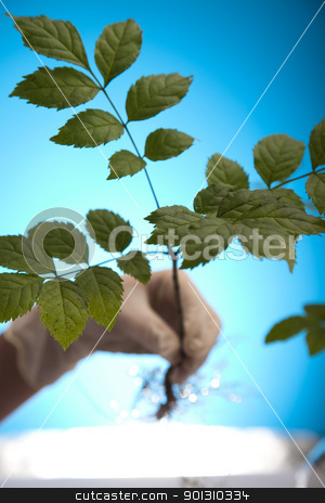 To use this stock image in your creative project, please select the size you need over to the right and click the "Add to Cart" button.
Your downloaded image will come with the Cutcaster watermark removed so don’t worry about the watermark you see on this page. Ecology laboratory experiment in plants stock photo, A laboratory is a place where scientific research and experiments are conducted. Laboratories designed for processing specimens, such as environmental research or medical laboratories will have specialised machinery (automated analysers) designed to process many samples.
by Sebastian Duda