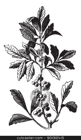To use this stock image in your creative project, please select the size you need over to the right and click the "Add to Cart" button.
Your downloaded image will come with the Cutcaster watermark removed so don’t worry about the watermark you see on this page. Southern Wax Myrtle or Southern Bayberry or Candleberry or Tallo stock vector clipart, Southern Wax Myrtle or Southern Bayberry or Candleberry or Tallow or Myrica cerifera, vintage engraving. Old engraved illustration of a Southern Wax Myrtle showing berries. by Patrick Guenette