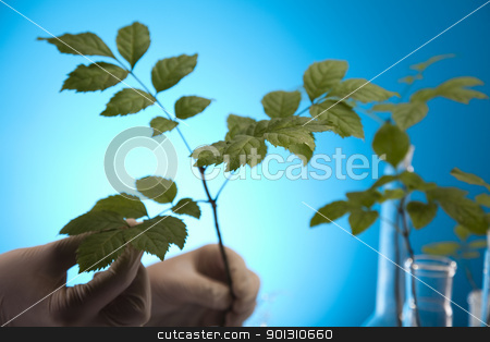 To use this stock image in your creative project, please select the size you need over to the right and click the "Add to Cart" button.
Your downloaded image will come with the Cutcaster watermark removed so don’t worry about the watermark you see on this page. Plants in test tubes in laboratory stock photo, A laboratory is a place where scientific research and experiments are conducted. Laboratories designed for processing specimens, such as environmental research or medical laboratories will have specialised machinery (automated analysers) designed to process many samples.
by Sebastian Duda